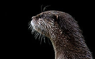 01 Asian small-clawed otter (Aonyx cinereus)
